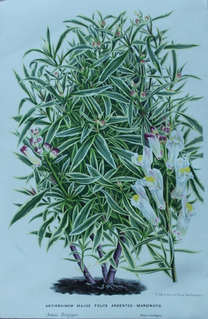 Lemaire & van Houtte - Original print from Flore des Serres 1867: This chromolithograph is from Flore de Serres et des Jardins de l'Europe (Flowers of the Greenhouses and Gardens of Europe) by Louis van Houtte and Charles Lemaire, 1867. These superbly illustrated pl