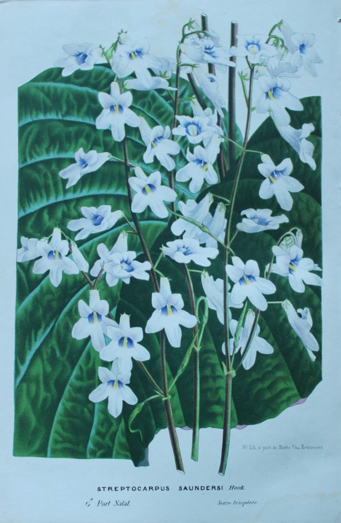 Lemaire & van Houtte - Original print from Flore des Serres 1867: This chromolithograph is from Flore de Serres et des Jardins de l'Europe (Flowers of the Greenhouses and Gardens of Europe) by Louis van Houtte and Charles Lemaire, 1867. These superbly illustrated pl