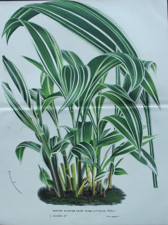 Lemaire & van Houtte - Original print from Flore des Serres 1867: This double page chromolithograph is from Flore de Serres et des Jardins de l'Europe (Flowers of the Greenhouses and Gardens of Europe) by Louis van Houtte and Charles Lemaire, 1867. These superbly il