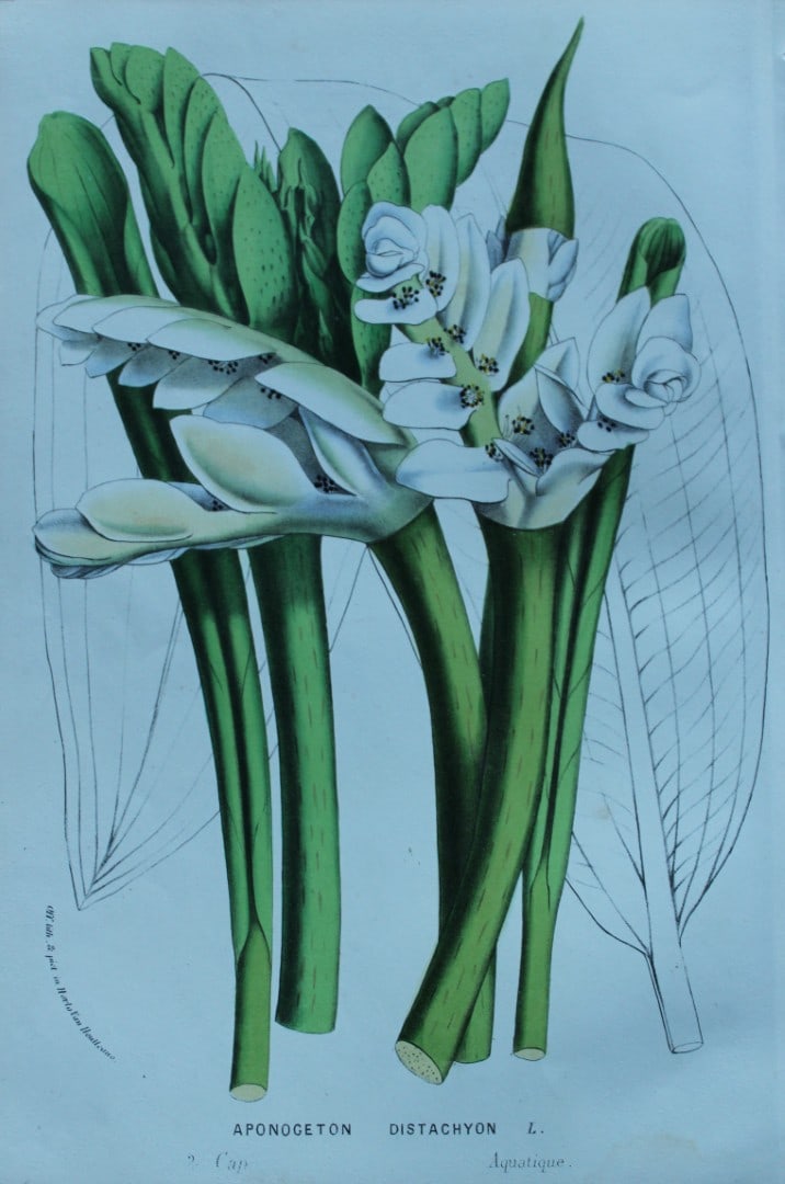 Lemaire & van Houtte - Original print from Flore des Serres 1867: This chromolithograph is from Flore de Serres et des Jardins de l'Europe (Flowers of the Greenhouses and Gardens of Europe) by Louis van Houtte and Charles Lemaire, 1867. These superbly illustrated pl