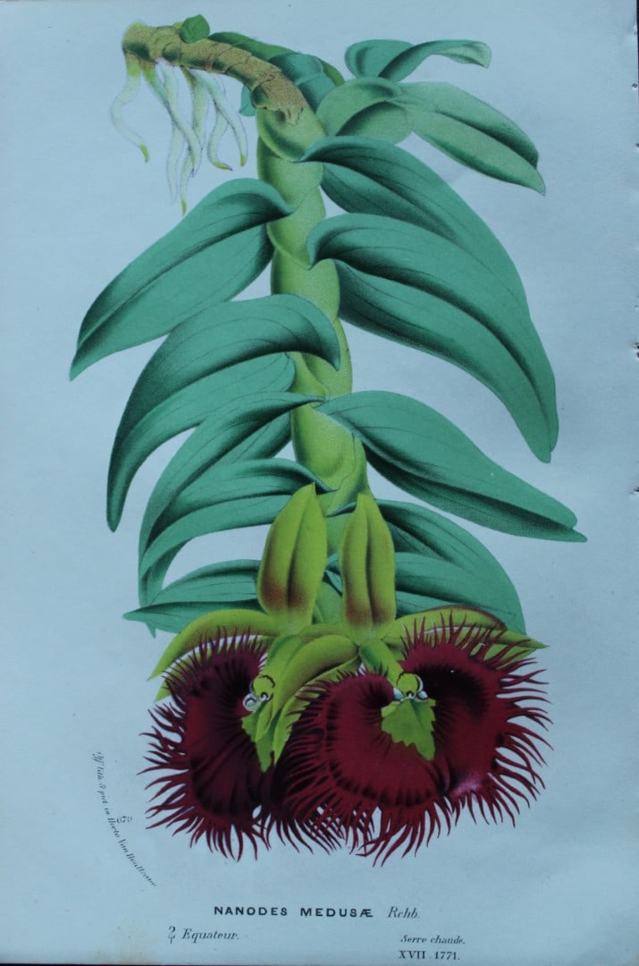 Lemaire & van Houtte - Original print from Flore des Serres 1867: This chromolithograph is from Flore de Serres et des Jardins de l'Europe (Flowers of the Greenhouses and Gardens of Europe) by Louis van Houtte and Charles Lemaire, 1867. These superbly illustrated pl