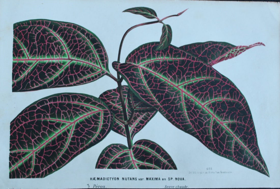Lemaire & van Houtte - Original print from Flore des Serres 1867: This chromolithograph is from Flore de Serres et des Jardins de l'Europe (Flowers of the Greenhouses and Gardens of Europe) by Louis van Houtte and Charles Lemaire, 1867. These superbly illustrated pl