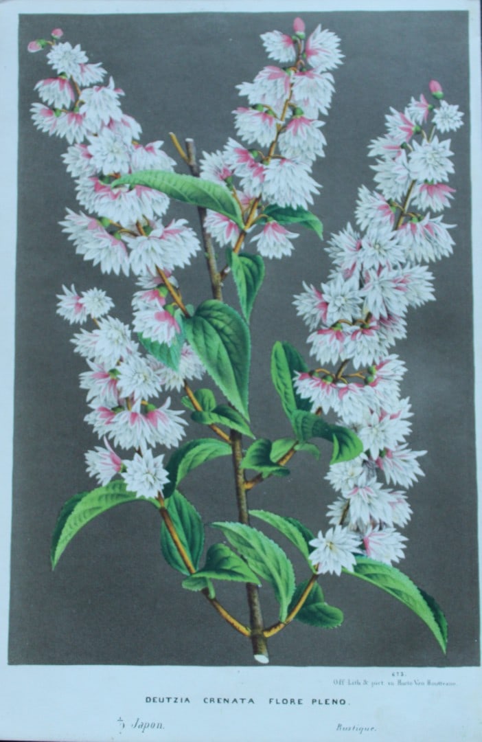 Lemaire & van Houtte - Original print from Flore des Serres 1867: This chromolithograph is from Flore de Serres et des Jardins de l'Europe (Flowers of the Greenhouses and Gardens of Europe) by Louis van Houtte and Charles Lemaire, 1867. These superbly illustrated pl