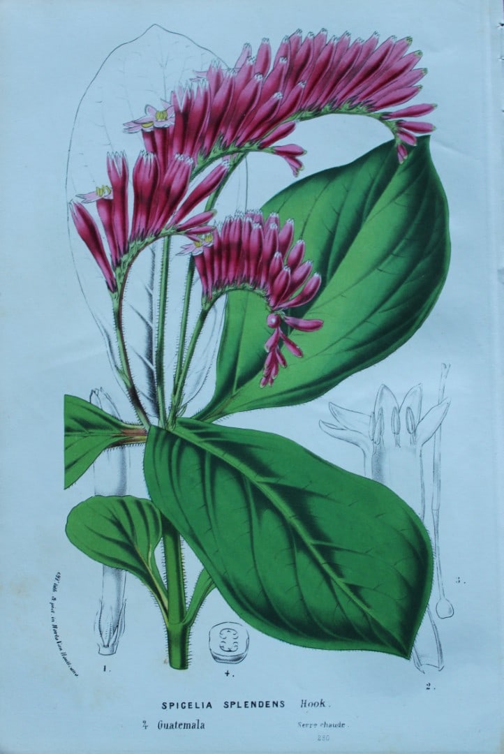 Lemaire & van Houtte - Original print from Flore des Serres 1867: This chromolithograph is from Flore de Serres et des Jardins de l'Europe (Flowers of the Greenhouses and Gardens of Europe) by Louis van Houtte and Charles Lemaire, 1867. These superbly illustrated pl
