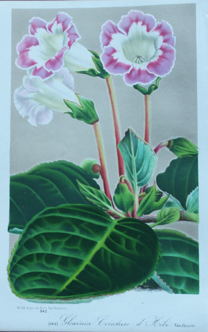 Lemaire & van Houtte - Original print from Flore des Serres 1867: This chromolithograph is from Flore de Serres et des Jardins de l'Europe (Flowers of the Greenhouses and Gardens of Europe) by Louis van Houtte and Charles Lemaire, 1867. These superbly illustrated pl