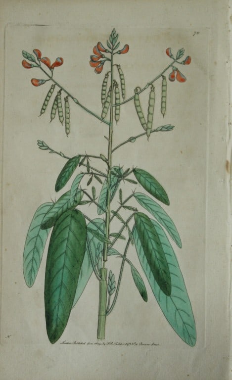 Shaw & Nodder - The Moving Plant (Animated Hedysarum) 1790: This beautiful copper engraving with original hand colouring is from The Naturalist's Miscellany by George Shaw and illustrated by Frederick P Nodder. Published in London 1790-1813. Size: 9.5in x 5.5i