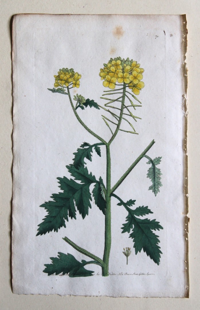 Frederick P Nodder - Engraving from Flora Rustica 1792: This hand-coloured engraving by Frederick P. Nodder is from Flora Rustica: Exhibiting Accurate Figures of such Plants as are either Useful or Injurious in Husbandry by Thomas Martyn. Published by FP N