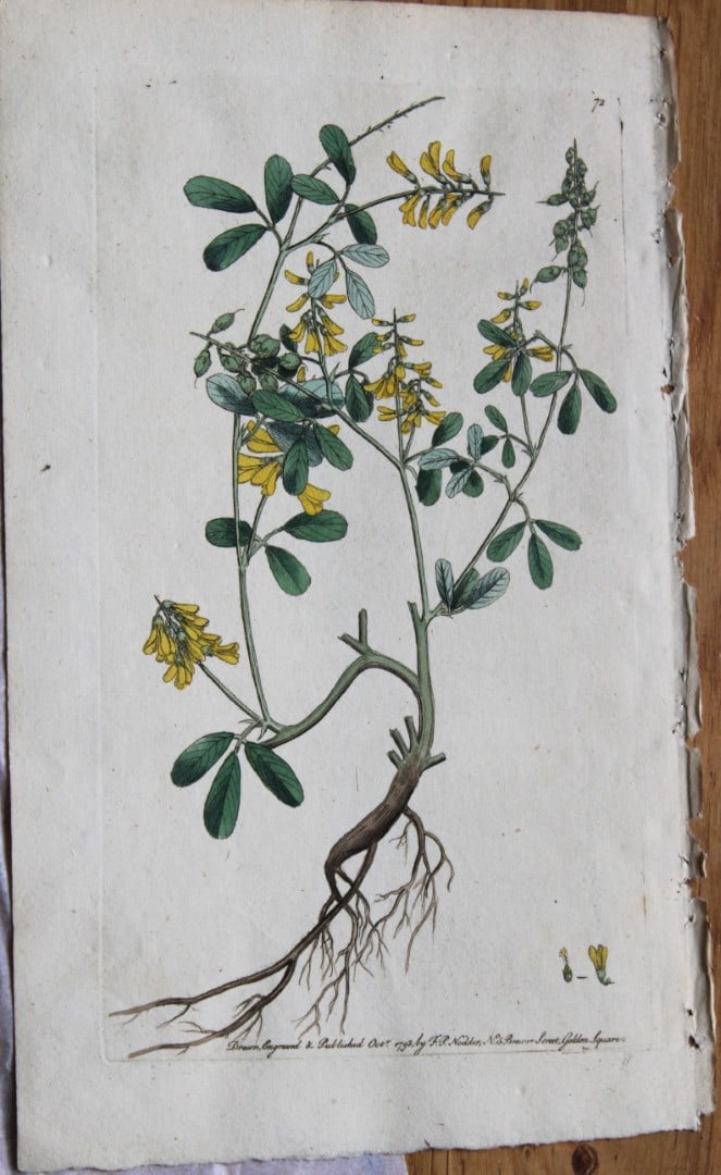 Frederick P Nodder - Engraving from Flora Rustica 1792: This hand-coloured engraving by Frederick P. Nodder is from Flora Rustica: Exhibiting Accurate Figures of such Plants as are either Useful or Injurious in Husbandry by Thomas Martyn. Published by FP N