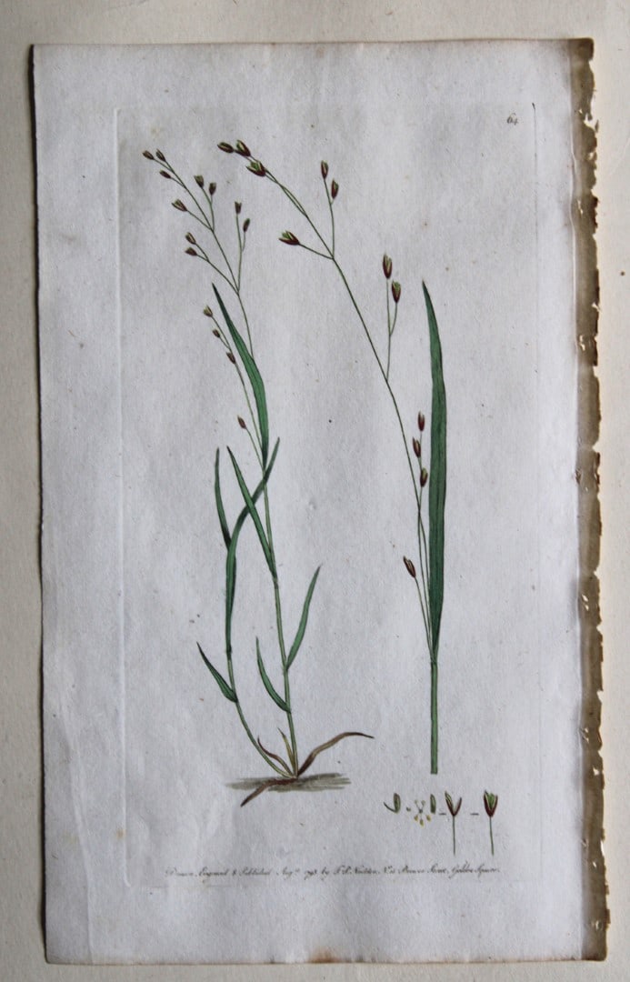 Frederick P Nodder - Engraving from Flora Rustica 1792: This hand-coloured engraving by Frederick P. Nodder is from Flora Rustica: Exhibiting Accurate Figures of such Plants as are either Useful or Injurious in Husbandry by Thomas Martyn. Published by FP N