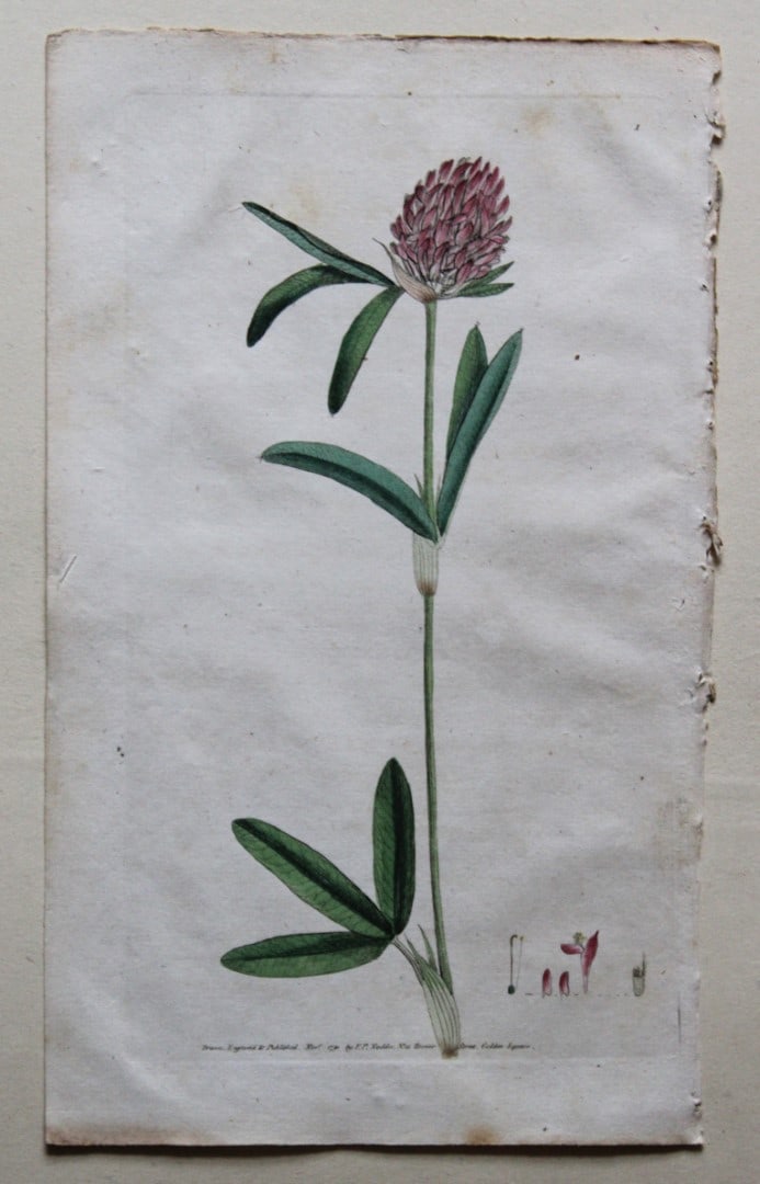 Frederick P Nodder - Engraving from Flora Rustica 1792: This hand-coloured engraving by Frederick P. Nodder is from Flora Rustica: Exhibiting Accurate Figures of such Plants as are either Useful or Injurious in Husbandry by Thomas Martyn. Published by FP N