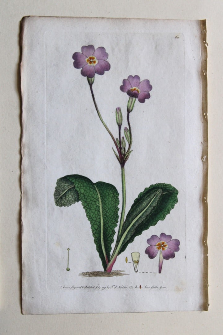 Frederick P Nodder - Engraving from Flora Rustica 1792: This hand-coloured engraving by Frederick P. Nodder is from Flora Rustica: Exhibiting Accurate Figures of such Plants as are either Useful or Injurious in Husbandry by Thomas Martyn. Published by FP N