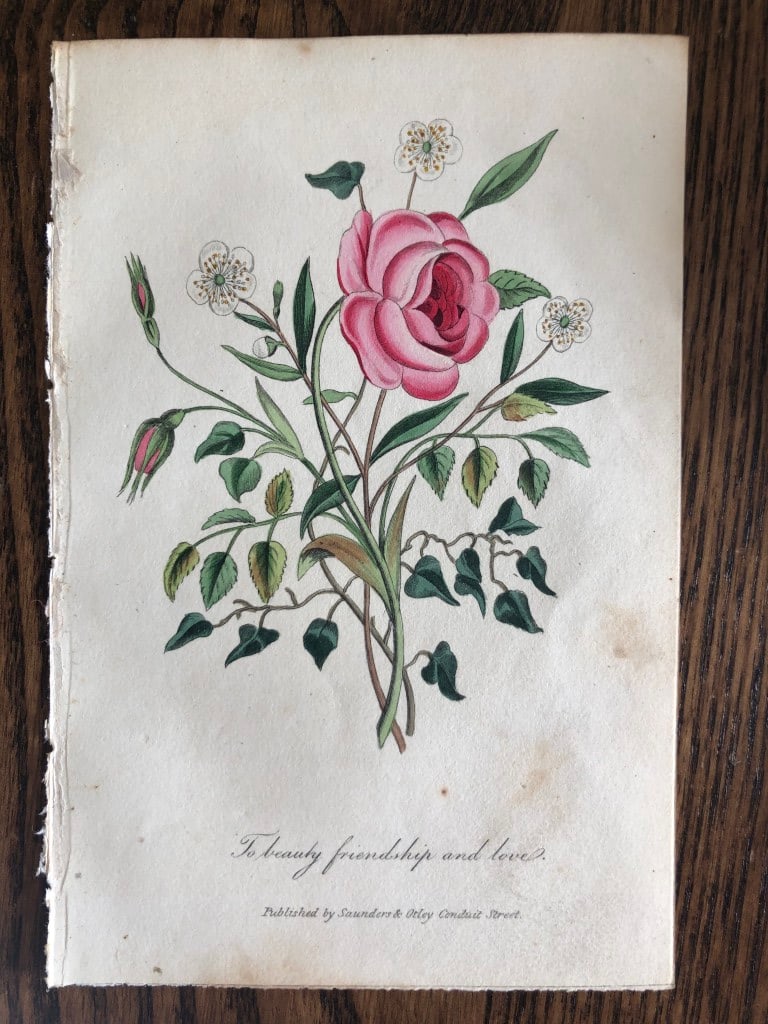 Frederic Shoberl - Engraving of the Rose 1841: This engraving is from The Language of Flowers?.by Frederic Shoberl . Published by Saunders and Otley, London 1841.The lithographic plates were coloured by B. George and the book was dedicated to Her