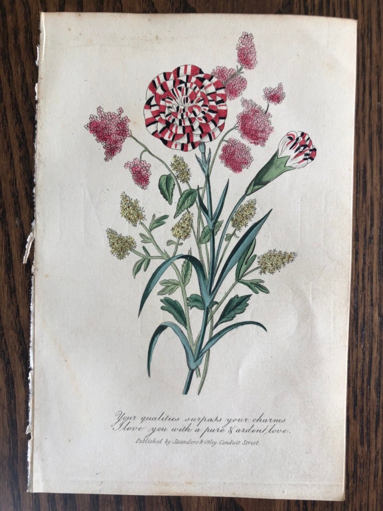 Frederic Shoberl - Engraving of the Acacia 1841: This engraving is from The Language of Flowers?.by Frederic Shoberl . Published by Saunders and Otley, London 1841.The lithographic plates were coloured by B. George and the book was dedicated to Her