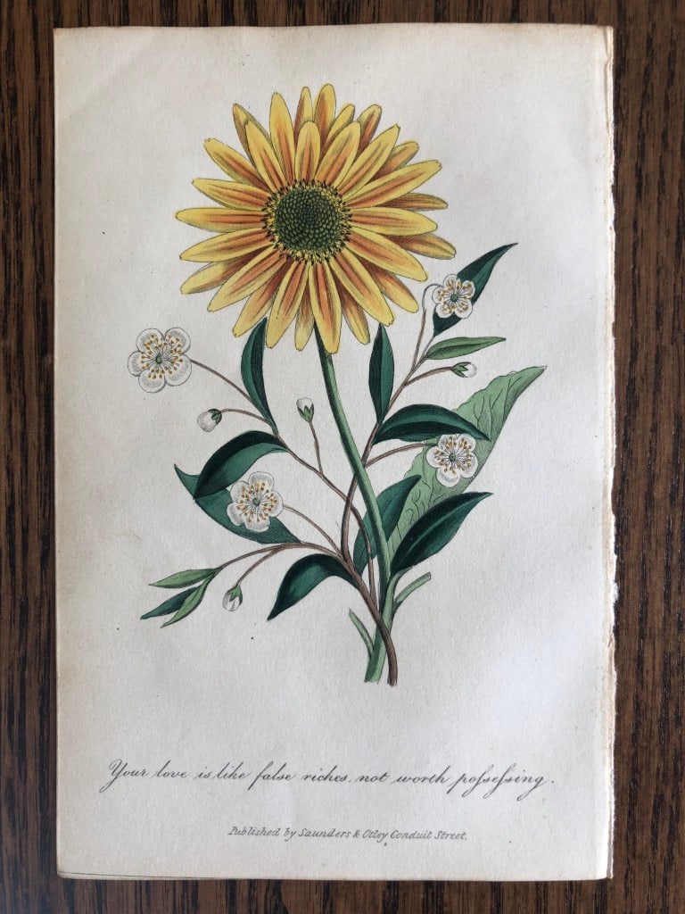 Frederic Shoberl - Engraving of the Sunflower 1841: This engraving is from The Language of Flowers?.by Frederic Shoberl . Published by Saunders and Otley, London 1841.The lithographic plates were coloured by B. George and the book was dedicated to Her