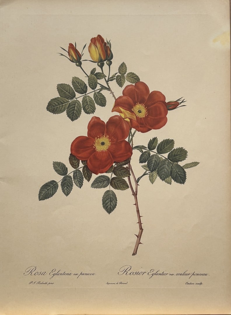 PJ Redoute - Rosa Eglantoria, Ariel Press 1956: This print, originally drawn by Pierre-Joseph Redoute is from Roses 2, edited and selected by Eva Mannering. Published in London by Ariel Press, 1956. First Edition.Pierre-Joseph Redout? (1759 ? 1840)