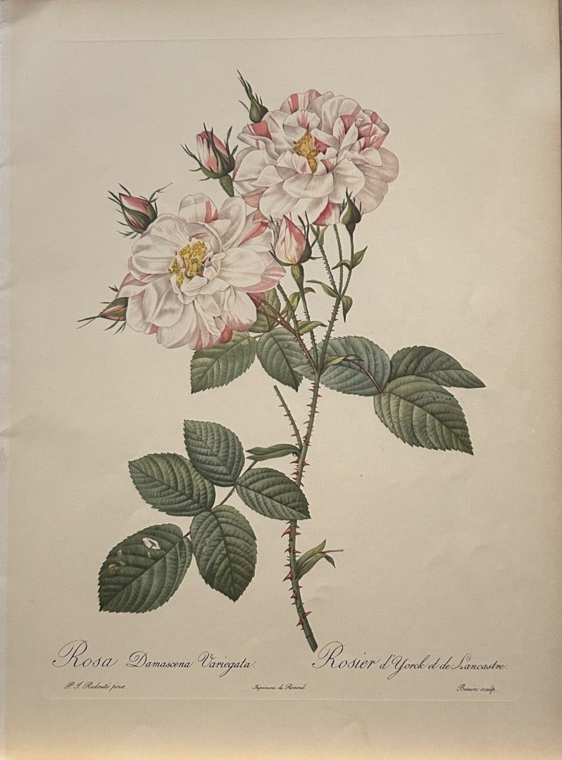 PJ Redoute - Rosa Damascena Variegata Ariel Press 1956: This print, originally drawn by Pierre-Joseph Redoute is from Roses 2, edited and selected by Eva Mannering. Published in London by Ariel Press, 1956. First Edition.Pierre-Joseph Redout? (1759 ? 1840)