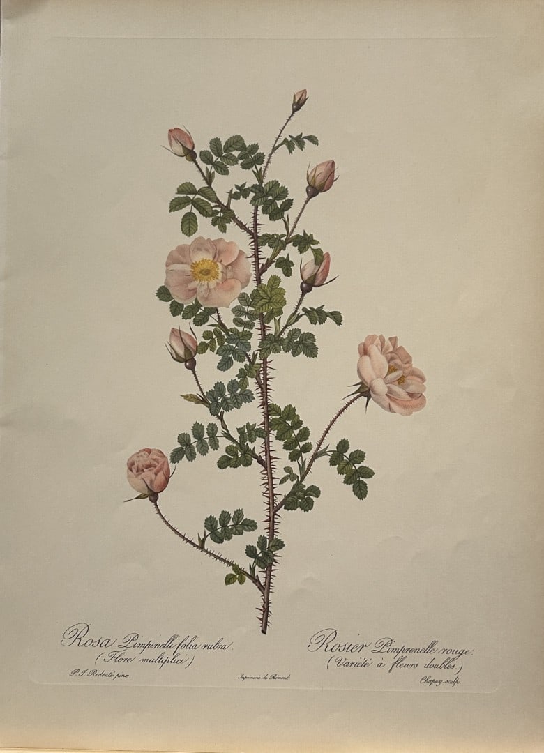 PJ Redoute - Rosa Pimpinelli folia rubra Ariel Press 1956: This print, originally drawn by Pierre-Joseph Redoute is from Roses 2, edited and selected by Eva Mannering. Published in London by Ariel Press, 1956. First Edition.Pierre-Joseph Redout? (1759 ? 1840)