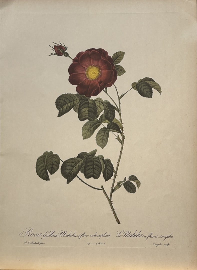 PJ Redoute - Rosa Gallica Maheka Ariel Press 1956: This print, originally drawn by Pierre-Joseph Redoute is from Roses 2, edited and selected by Eva Mannering. Published in London by Ariel Press, 1956. First Edition.Pierre-Joseph Redout? (1759 ? 1840)