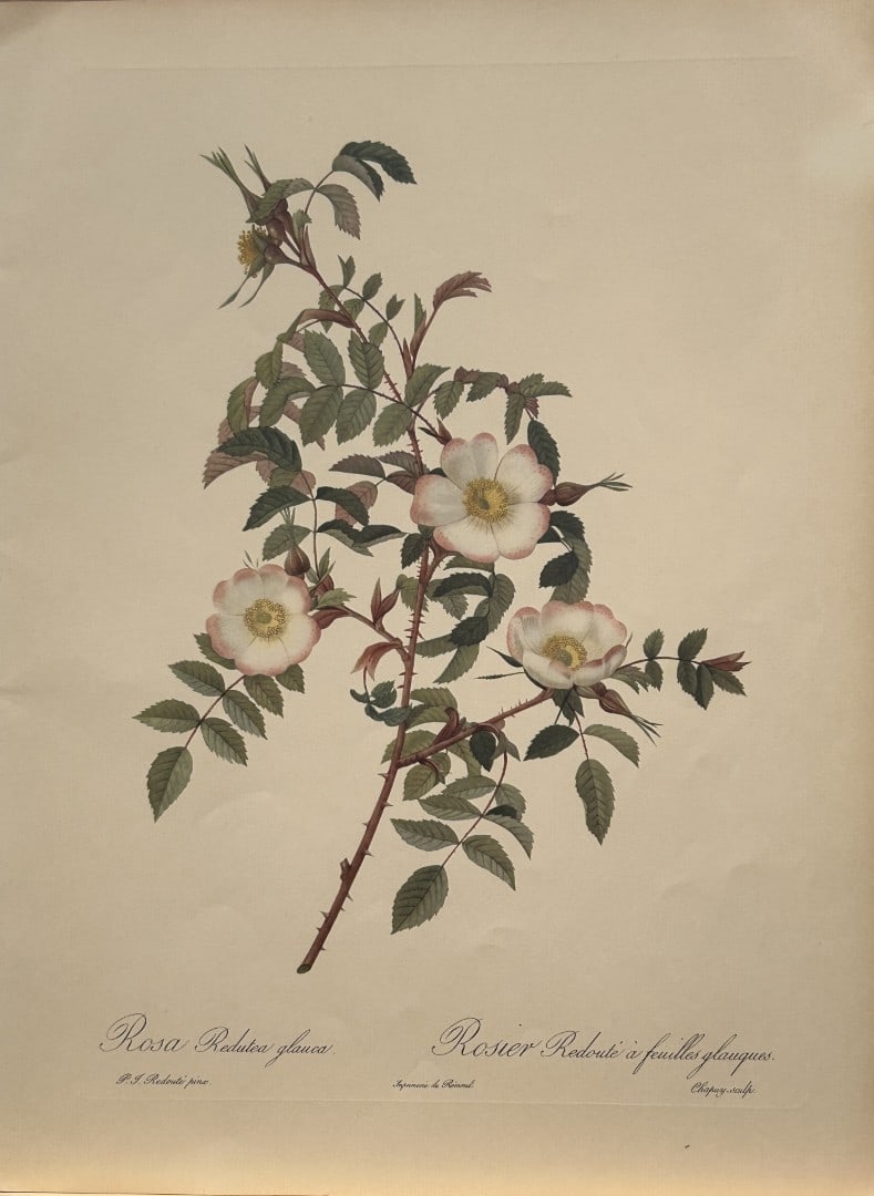 PJ Redoute - Rosa Redutea glauca Ariel Press 1956: This print, originally drawn by Pierre-Joseph Redoute is from Roses 2, edited and selected by Eva Mannering. Published in London by Ariel Press, 1956. First Edition.Pierre-Joseph Redout? (1759 ? 1840)