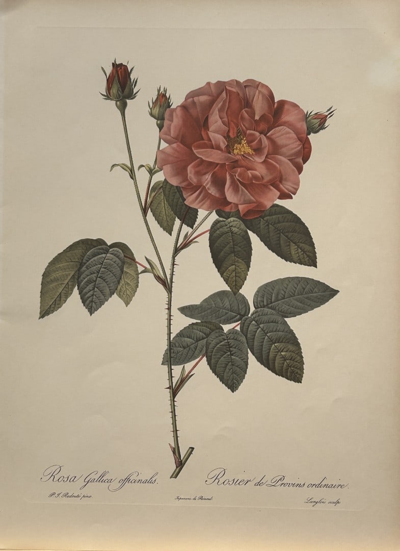 PJ Redoute - Rosa Gallica officianalis Ariel Press 1956: This print, originally drawn by Pierre-Joseph Redoute is from Roses 2, edited and selected by Eva Mannering. Published in London by Ariel Press, 1956. First Edition.Pierre-Joseph Redout? (1759 ? 1840)