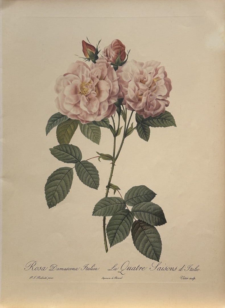 PJ Redoute - Rosa Damascena Italica Ariel Press 1956: This print, originally drawn by Pierre-Joseph Redoute is from Roses 2, edited and selected by Eva Mannering. Published in London by Ariel Press, 1956. First Edition.Pierre-Joseph Redout? (1759 ? 1840)