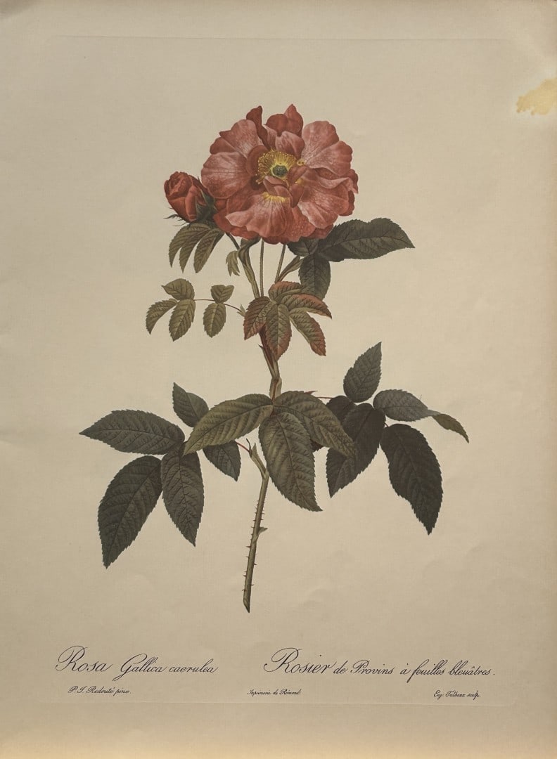 PJ Redoute - Rosa Gallica caerulea Ariel Press 1956: This print, originally drawn by Pierre-Joseph Redoute is from Roses 2, edited and selected by Eva Mannering. Published in London by Ariel Press, 1956. First Edition.Pierre-Joseph Redout? (1759 ? 1840)