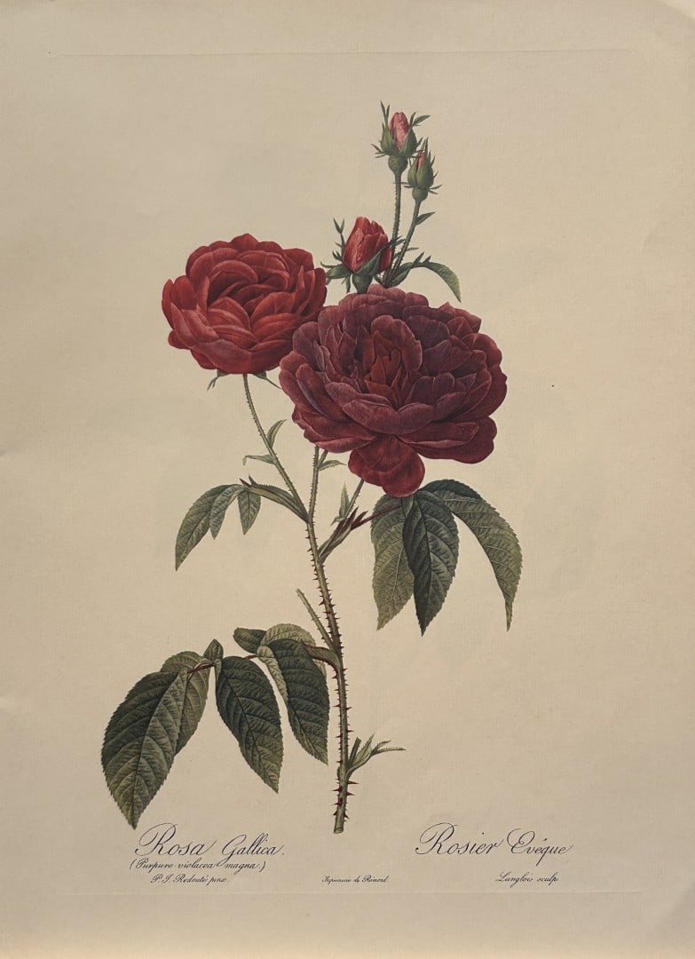 PJ Redoute - Rosa Gallica Ariel Press 1956: This print, originally drawn by Pierre-Joseph Redoute is from Roses 2, edited and selected by Eva Mannering. Published in London by Ariel Press, 1956. First Edition.Pierre-Joseph Redout? (1759 ? 1840)