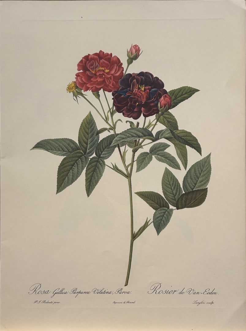 PJ Redoute - Rosa Gallica Purpurea Velutina Parva Ariel Press 1956: This print, originally drawn by Pierre-Joseph Redoute is from Roses 2, edited and selected by Eva Mannering. Published in London by Ariel Press, 1956. First Edition.Pierre-Joseph Redout? (1759 ? 1840)