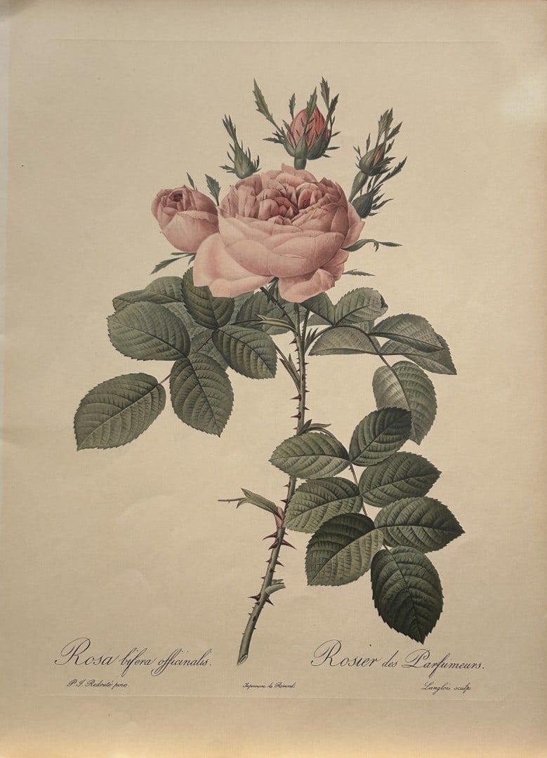 PJ Redoute - Rosa bifera officianalis Ariel Press 1956: This print, originally drawn by Pierre-Joseph Redoute is from Roses 2, edited and selected by Eva Mannering. Published in London by Ariel Press, 1956. First Edition.Pierre-Joseph Redout? (1759 ? 1840)