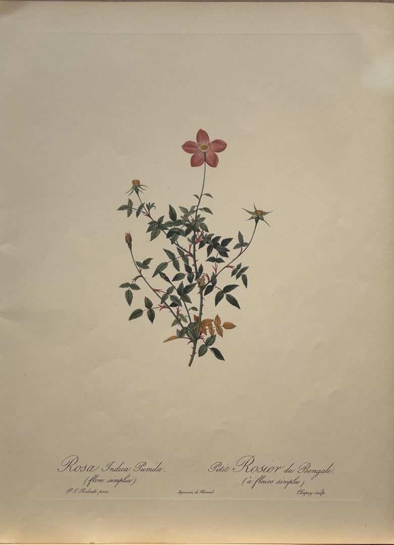PJ Redoute - Rosa Indica Pumila Ariel Press 1956: This print, originally drawn by Pierre-Joseph Redoute is from Roses 2, edited and selected by Eva Mannering. Published in London by Ariel Press, 1956. First Edition.Pierre-Joseph Redout? (1759 ? 1840)