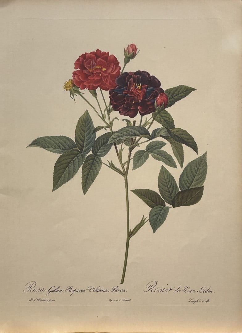 PJ Redoute - Rosa Gallica Purpurea Velutina Parva Ariel Press 1956: This print, originally drawn by Pierre-Joseph Redoute is from Roses 2, edited and selected by Eva Mannering. Published in London by Ariel Press, 1956. First Edition.Pierre-Joseph Redout? (1759 ? 1840)