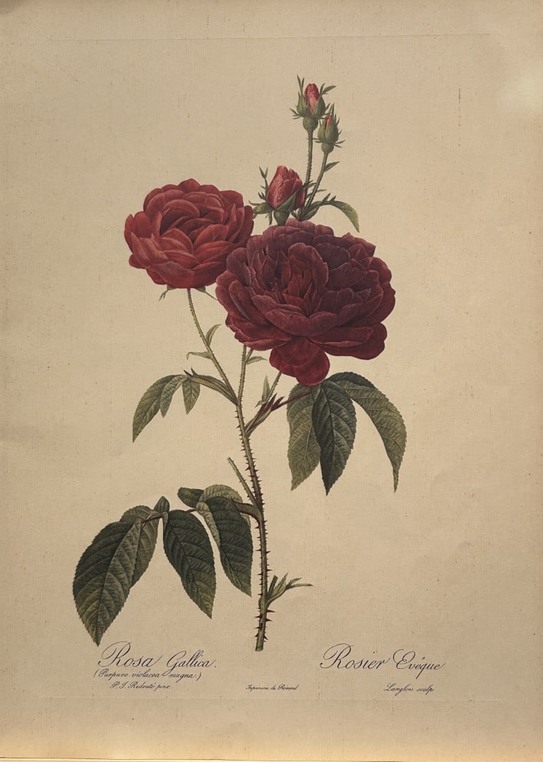 PJ Redoute - Rosa Gallica Ariel Press 1956: This print, originally drawn by Pierre-Joseph Redoute is from Roses 2, edited and selected by Eva Mannering. Published in London by Ariel Press, 1956. First Edition.Pierre-Joseph Redout? (1759 ? 1840)