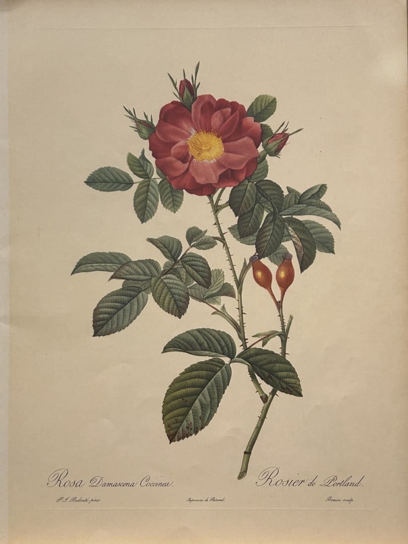 PJ Redoute - Rosa Damascena Coccinea Ariel Press 1956: This print, originally drawn by Pierre-Joseph Redoute is from Roses 2, edited and selected by Eva Mannering. Published in London by Ariel Press, 1956. First Edition.Pierre-Joseph Redout? (1759 ? 1840)