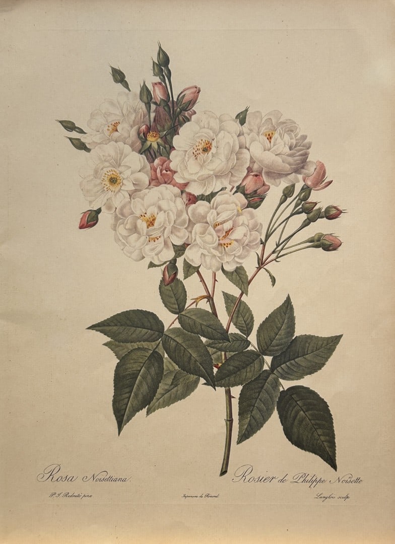 PJ Redoute - Rosa Noisettiana Ariel Press 1956: This print, originally drawn by Pierre-Joseph Redoute is from Roses 2, edited and selected by Eva Mannering. Published in London by Ariel Press, 1956. First Edition.Pierre-Joseph Redout? (1759 ? 1840)