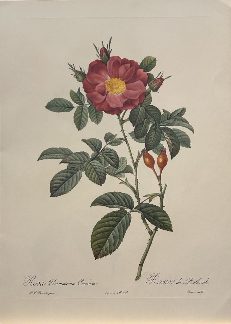 PJ Redoute - Rosa Damascena Coccinea Ariel Press 1956: This print, originally drawn by Pierre-Joseph Redoute is from Roses 2, edited and selected by Eva Mannering. Published in London by Ariel Press, 1956. First Edition.Pierre-Joseph Redout? (1759 ? 1840)