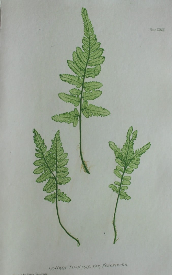 Thomas Moore - Nature-printed ferns by Thomas Moore 1863: This print is from Nature-Printed British Ferns: Being Figures and Descriptions of the Species and Varieties of Ferns Found in the United Kingdom by Thomas Moore. Published by Bradbury & Evans, London