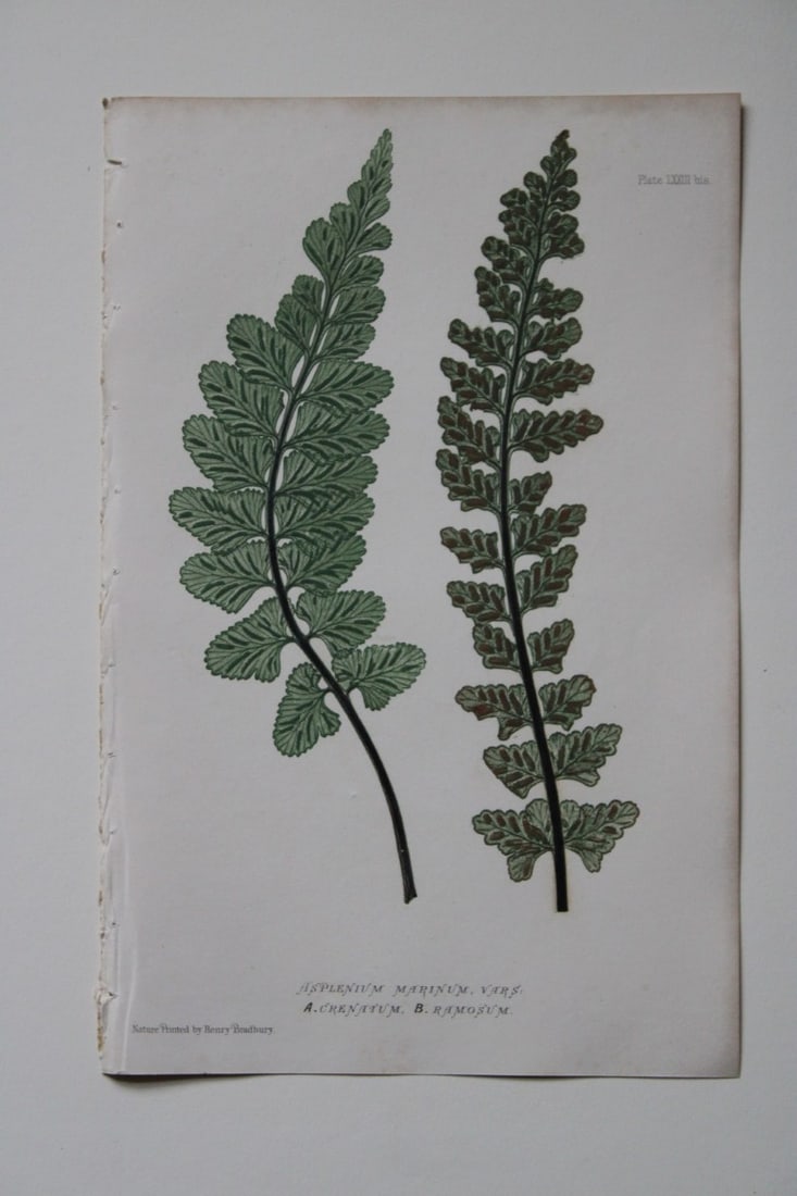 Thomas Moore - Nature-printed ferns by Thomas Moore 1863: This print is from Nature-Printed British Ferns: Being Figures and Descriptions of the Species and Varieties of Ferns Found in the United Kingdom by Thomas Moore. Published by Bradbury & Evans, London
