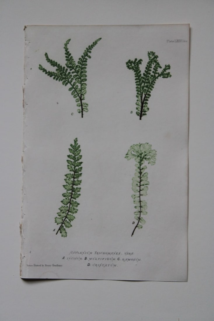 Thomas Moore - Nature-printed ferns by Thomas Moore 1863 (1 of 1)