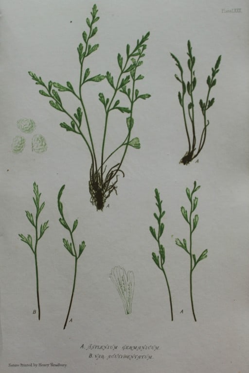 Thomas Moore - Nature-printed ferns by Thomas Moore 1863: This print is from Nature-Printed British Ferns: Being Figures and Descriptions of the Species and Varieties of Ferns Found in the United Kingdom by Thomas Moore. Published by Bradbury & Evans, London