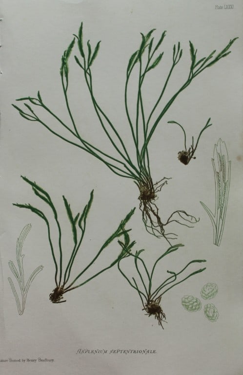 Thomas Moore - Nature-printed ferns by Thomas Moore 1863: This print is from Nature-Printed British Ferns: Being Figures and Descriptions of the Species and Varieties of Ferns Found in the United Kingdom by Thomas Moore. Published by Bradbury & Evans, London