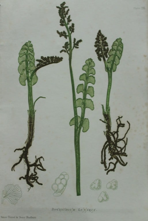 Thomas Moore - Nature-printed ferns by Thomas Moore 1863: This print is from Nature-Printed British Ferns: Being Figures and Descriptions of the Species and Varieties of Ferns Found in the United Kingdom by Thomas Moore. Published by Bradbury & Evans, London