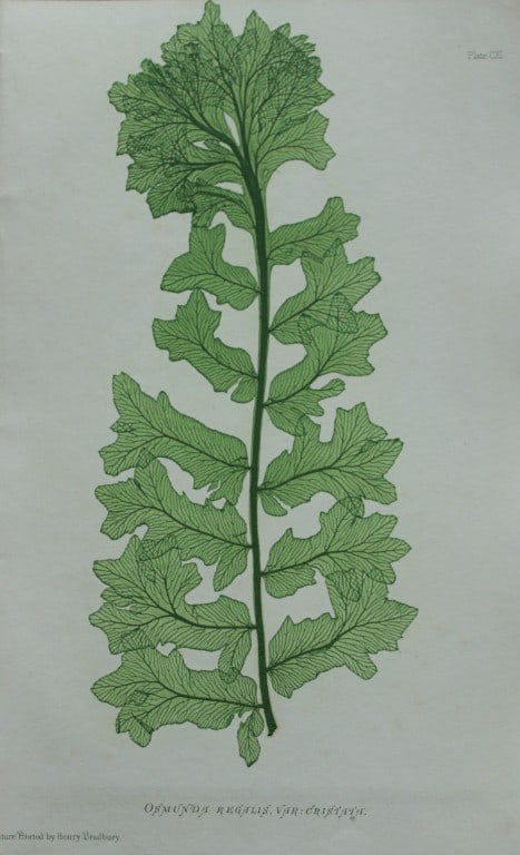 Thomas Moore - Nature-printed ferns by Thomas Moore 1863: This print is from Nature-Printed British Ferns: Being Figures and Descriptions of the Species and Varieties of Ferns Found in the United Kingdom by Thomas Moore. Published by Bradbury & Evans, London