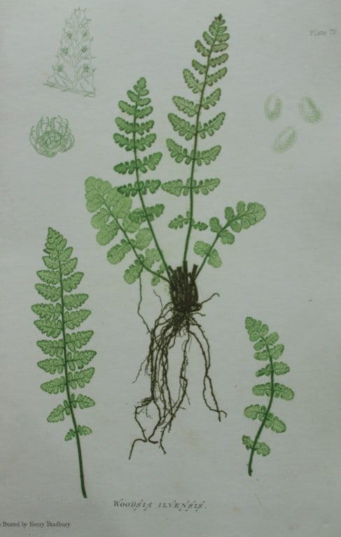 Thomas Moore - Nature-printed fern by Thomas Moore 1863 (1 of 2)