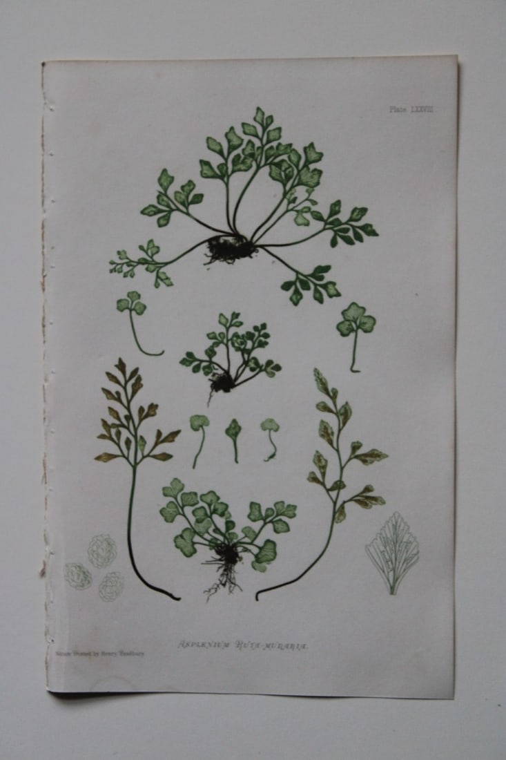 Thomas Moore - Nature-printed fern by Thomas Moore 1863: This print is from Nature-Printed British Ferns: Being Figures and Descriptions of the Species and Varieties of Ferns Found in the United Kingdom by Thomas Moore. Published by Bradbury & Evans, London