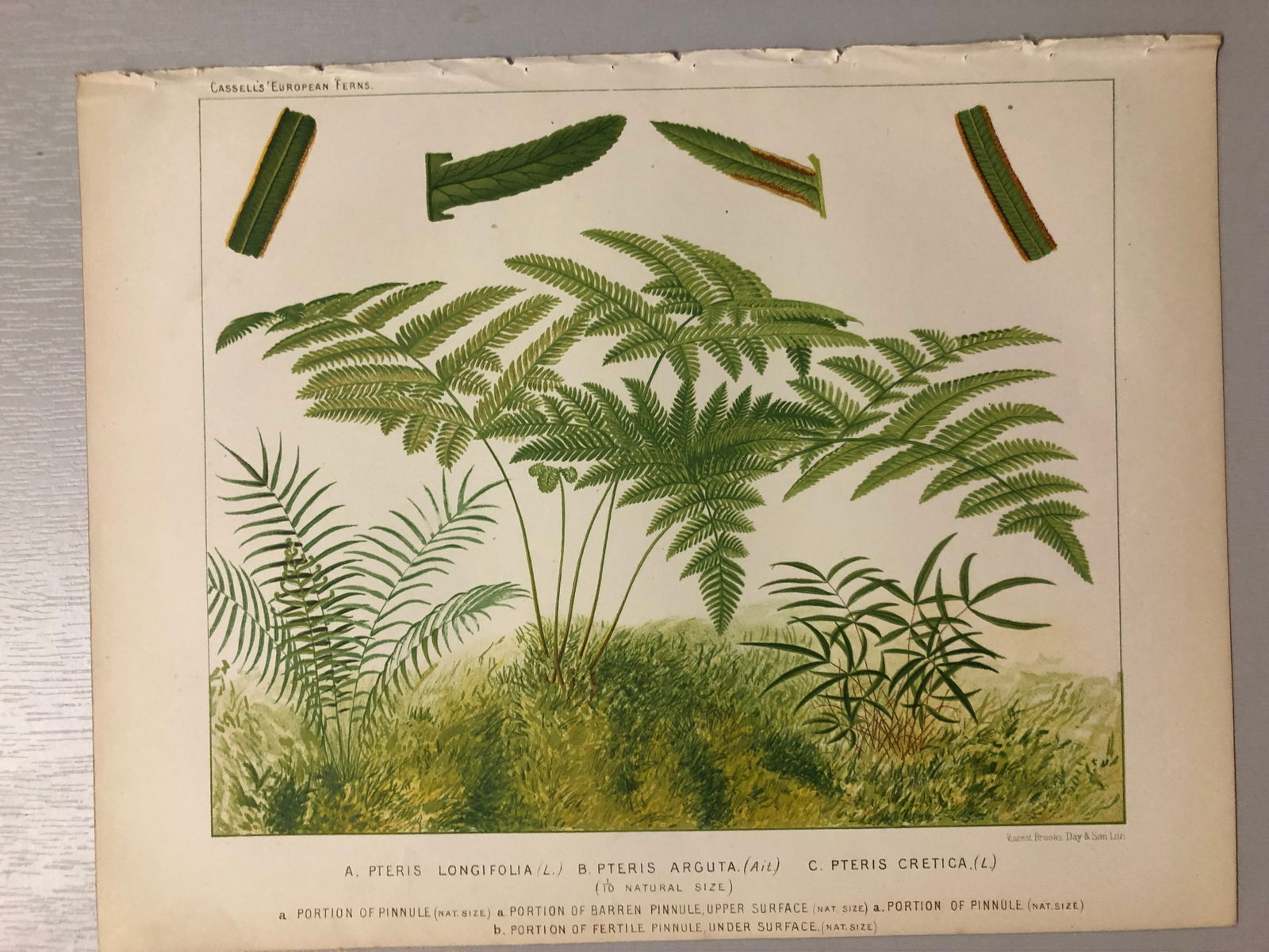 James Britten - Chromolithograph of European ferns 1879: This chromolithograph is from European Ferns by James Britten FLS. Published by Cassell, Petter, Galpin & Co. 1880. This antique print has large margins, perfect for mounting and framing. The plates i