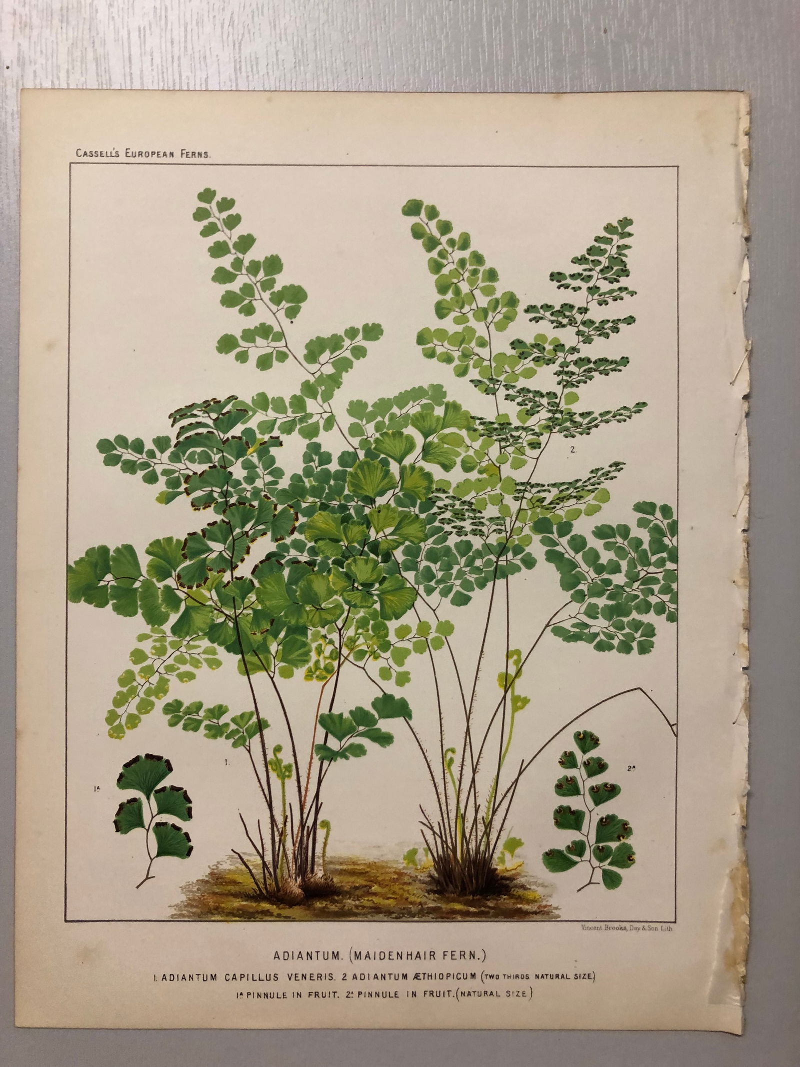 James Britten - Chromolithograph of European ferns 1879: This chromolithograph is from European Ferns by James Britten FLS. Published by Cassell, Petter, Galpin & Co. 1880. This antique print has large margins, perfect for mounting and framing. The plates i