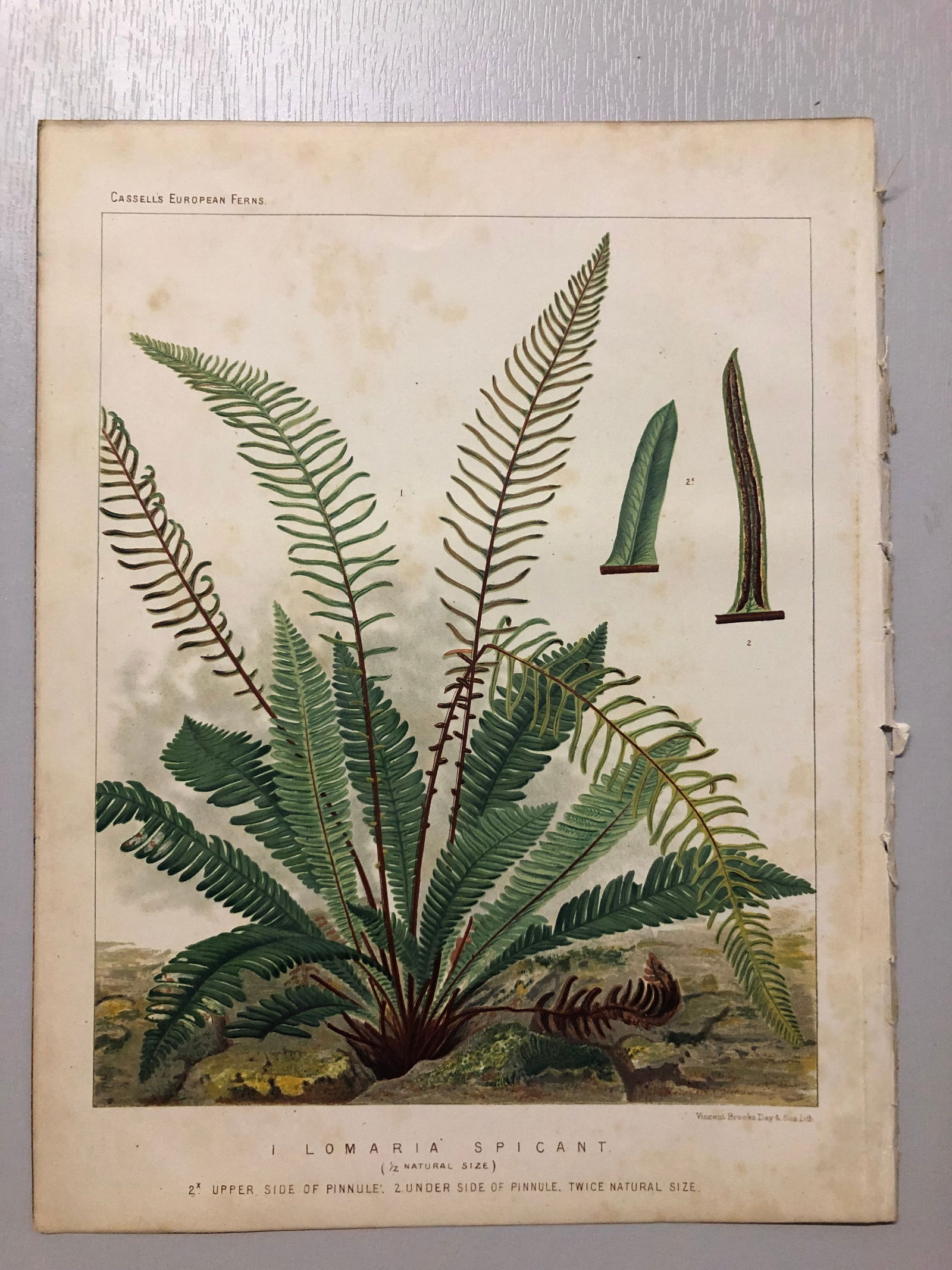 James Britten - Chromolithograph of European ferns 1879 (1 of 1)
