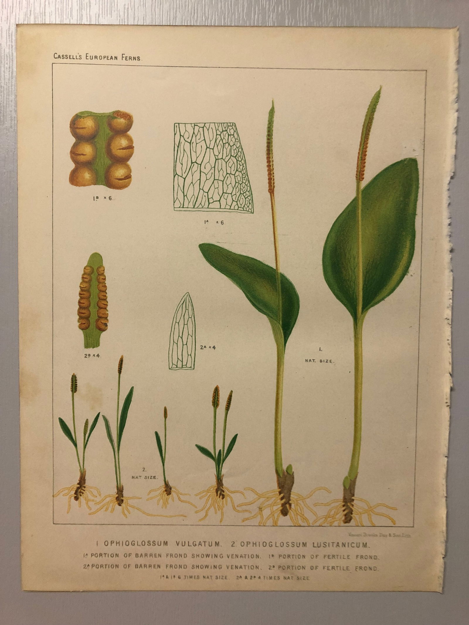 James Britten - Chromolithograph of European ferns 1879: This chromolithograph is from European Ferns by James Britten FLS. Published by Cassell, Petter, Galpin & Co. 1880. This antique print has large margins, perfect for mounting and framing. The plates i