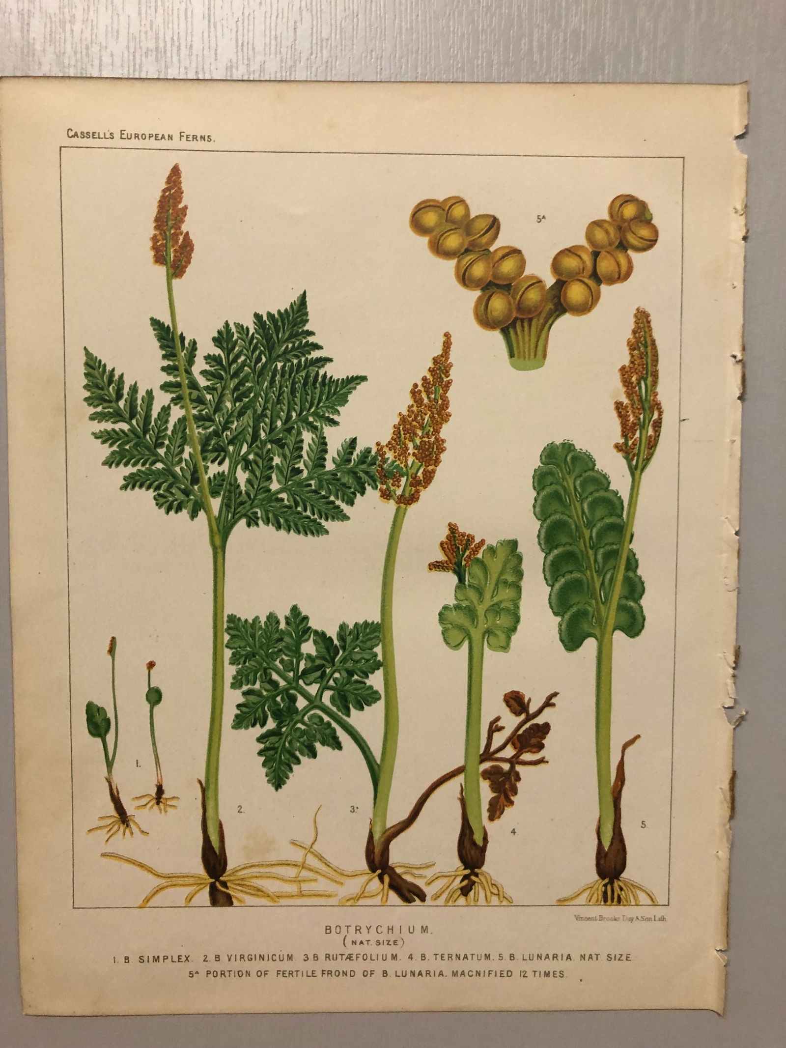 James Britten - Chromolithograph of European ferns 1879: This chromolithograph is from European Ferns by James Britten FLS. Published by Cassell, Petter, Galpin & Co. 1880. This antique print has large margins, perfect for mounting and framing. The plates i