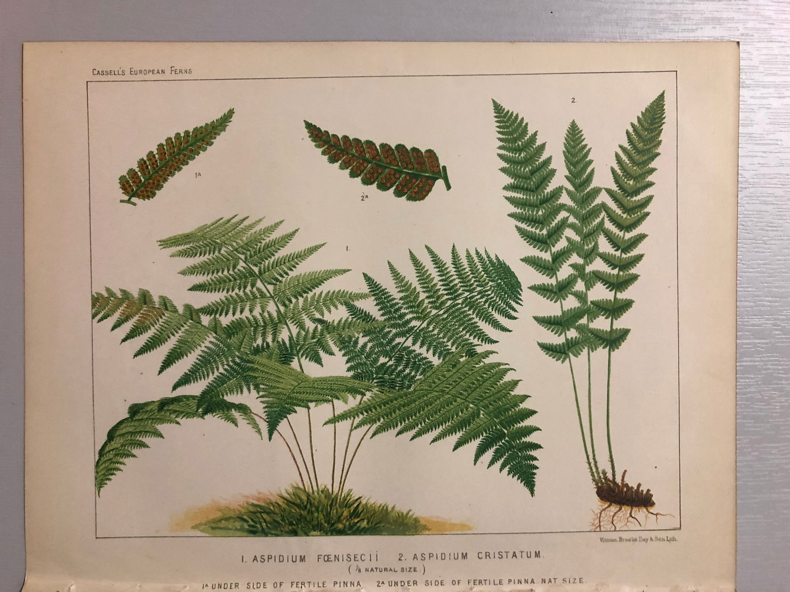 James Britten - Chromolithograph of European ferns 1879: This chromolithograph is from European Ferns by James Britten FLS. Published by Cassell, Petter, Galpin & Co. 1880. This antique print has large margins, perfect for mounting and framing. The plates i